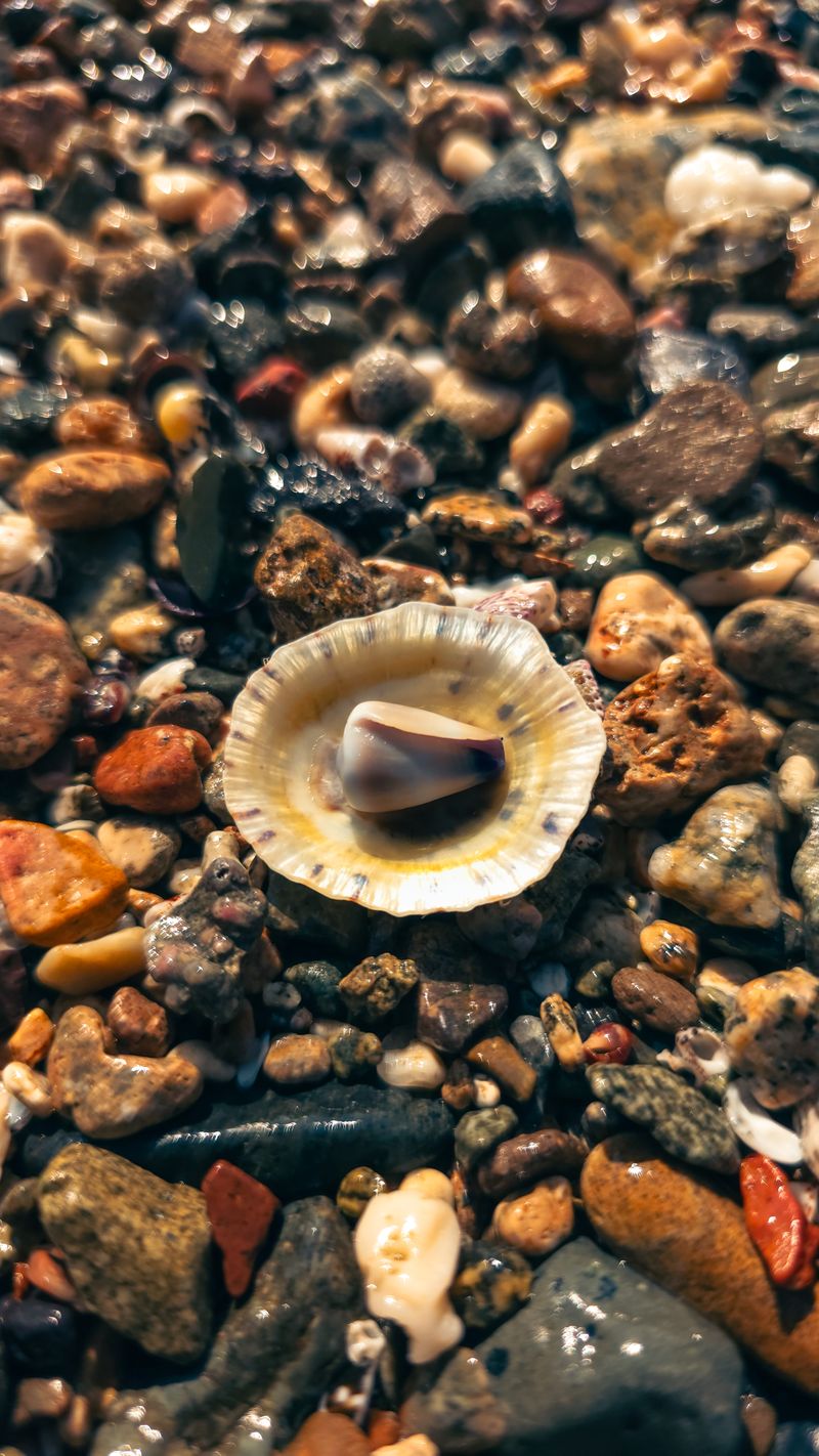 Shell Button